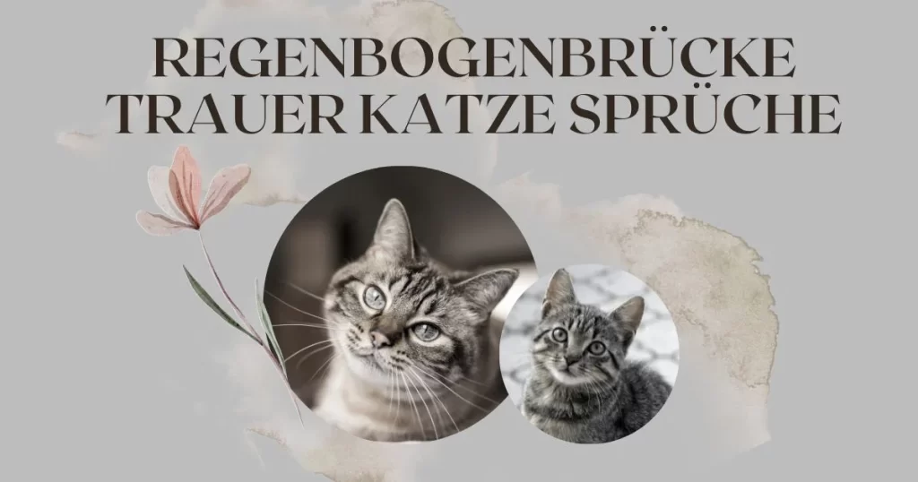 Regenbogenbrücke Trauer Katze Sprüche: Ein Trost in Zeiten des Abschieds